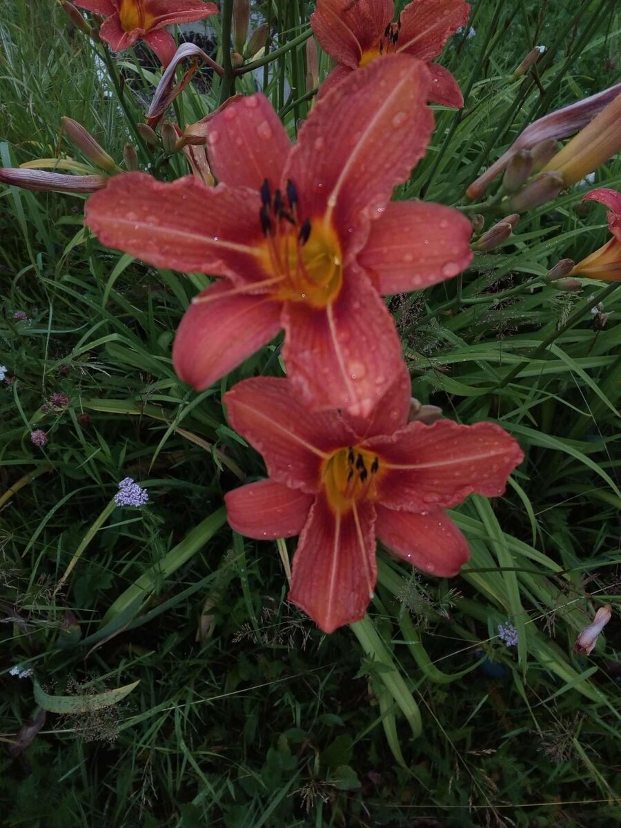 Сортовой лилейник гораздо ниже видового