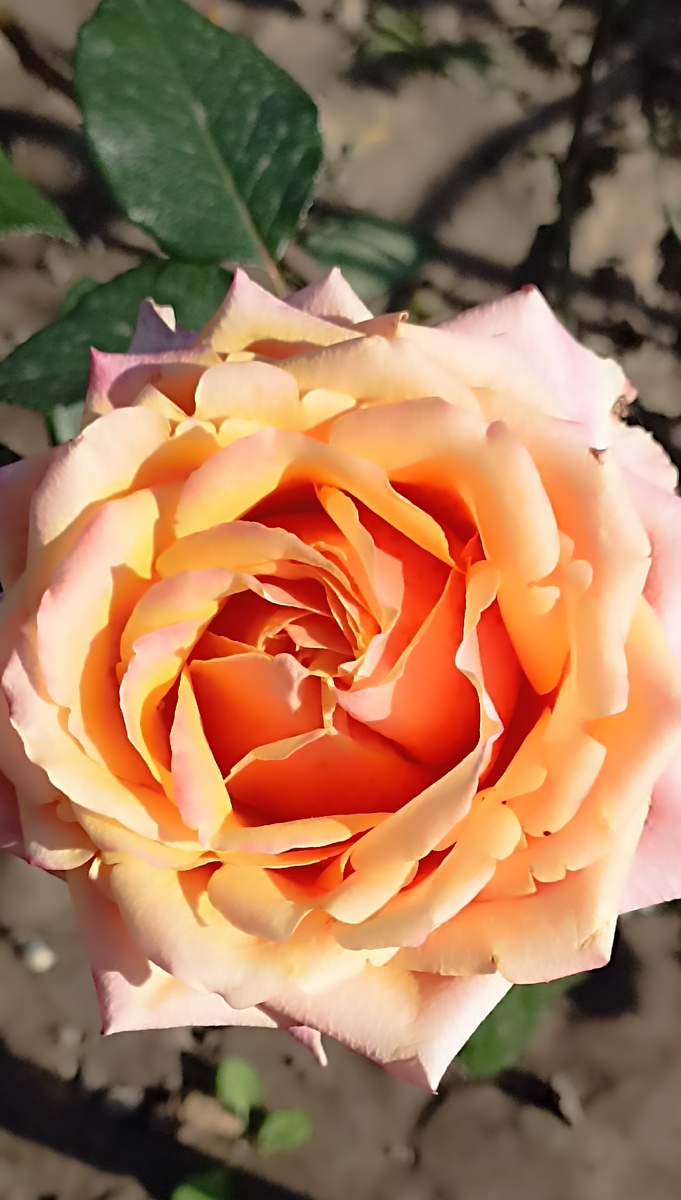 Роза "Черри бренди"