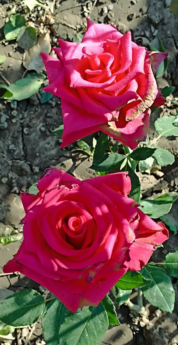 Роза "Эксплорер"