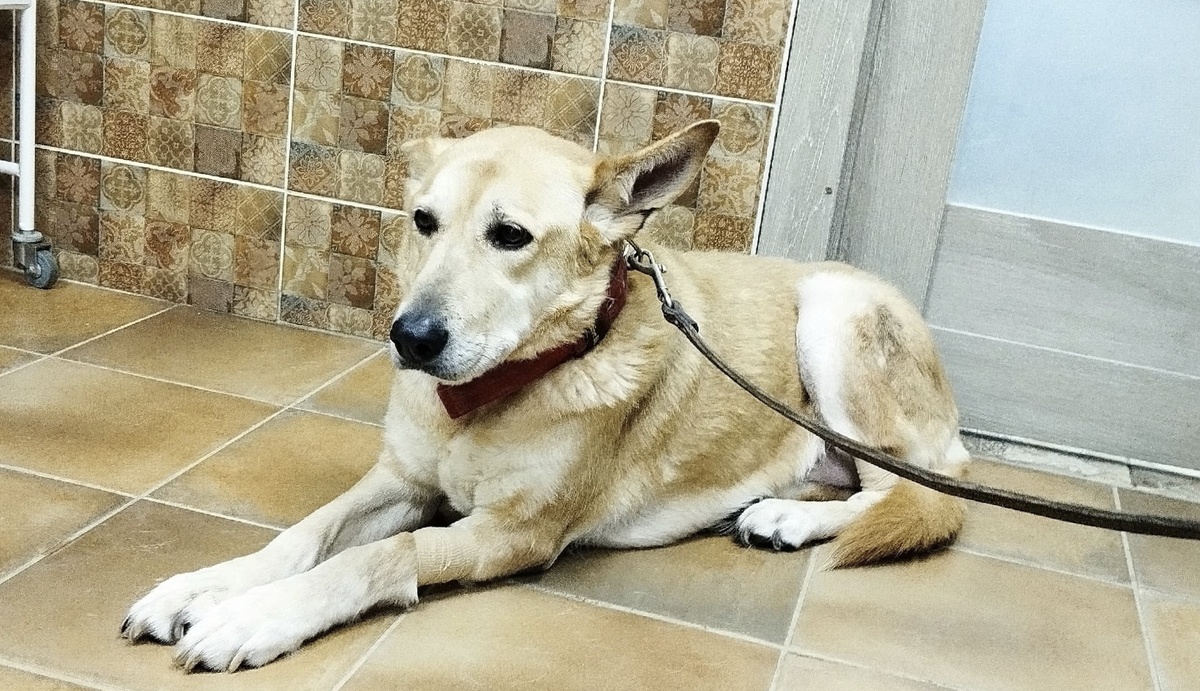 Милая умная, спокойная собака.