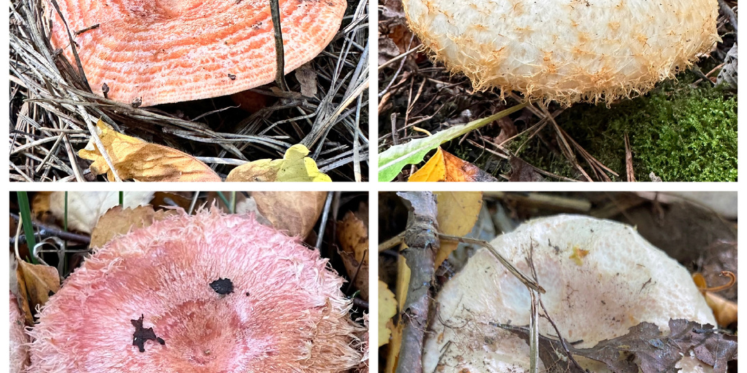 Чем отличается волнушка от груздя, а рыжик от волнушки! Школа грибника.