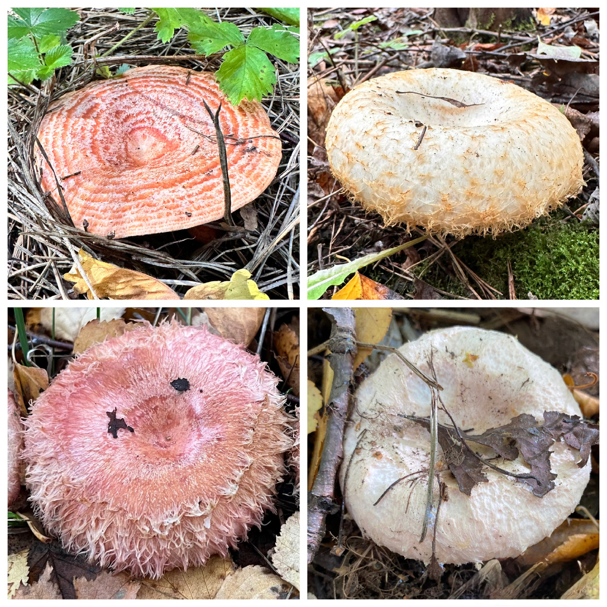 Рыжик сосновый (Lactarius deliciosus), груздь настоящий бахромистый (Lactarius citriolens), волнушка розовая  (Lactárius torminósus), волнушка белая (Lactárius pubéscens)