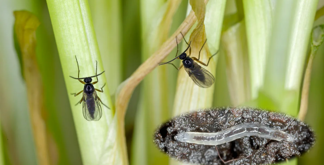 Сциариды (Почвенный комарик). Имаго и личинка. Фото взято с Яндекс. Картинки