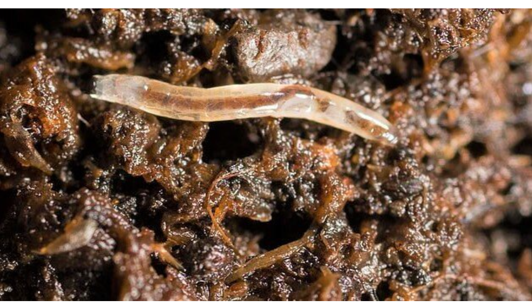 Личинка Сциарид. Фото взято с Яндекс. Картинки