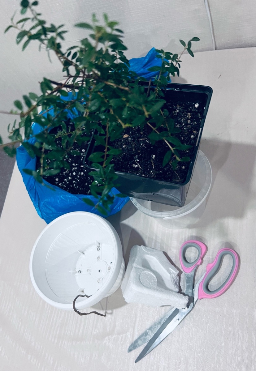 Специалный грунт, растение (в моем случае Мирт), кашпо с отверстиями,фитиль из капроновых колготок, пенопласт для дренажа (использую не всегда), емкость для воды, а также может пригодиться зубочистка для продевания фитиля, через отверстия кашпо.