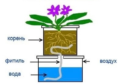 схема системы фитильного полива