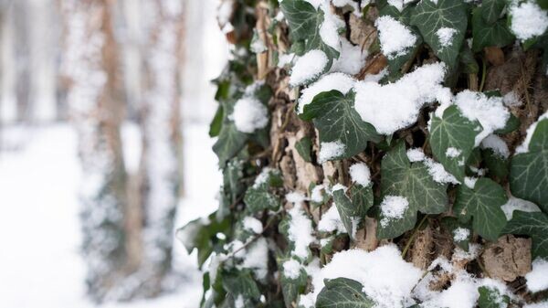    © РИА Новости Крым