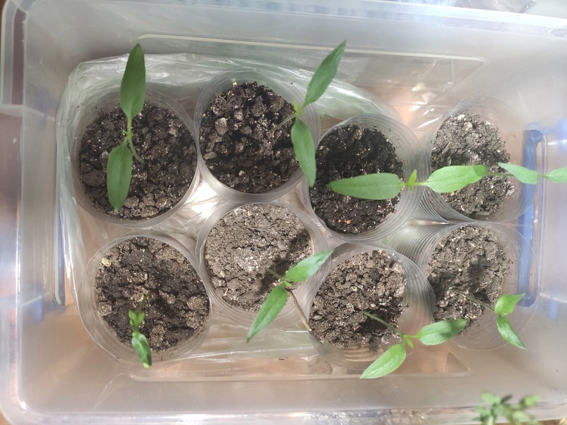 Фото сделано 9 января. Рассада перца с семядольными листиками.
Настоящие листики только-только начинают расти.