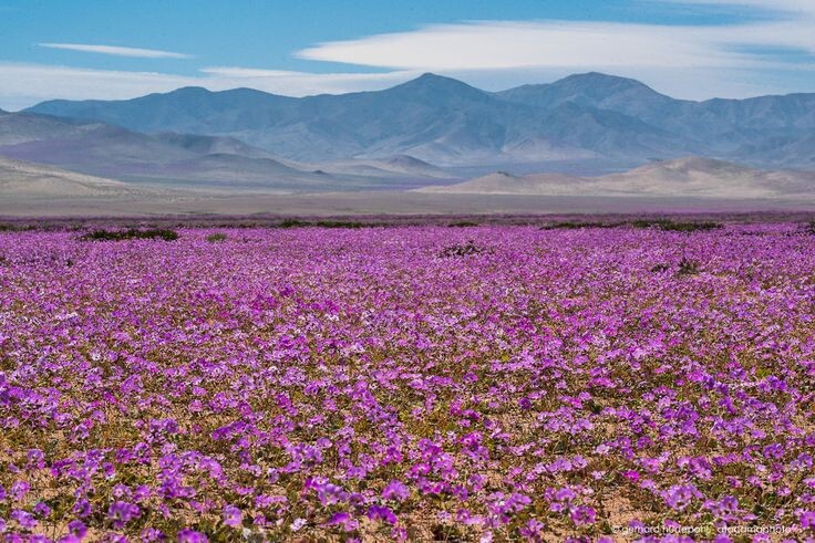 Источник: изображение взято в свободном доступе из интернета (Яндекс.Картинки).