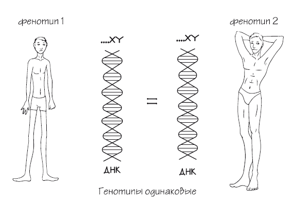 разные фенотипы при одинаковой генетике