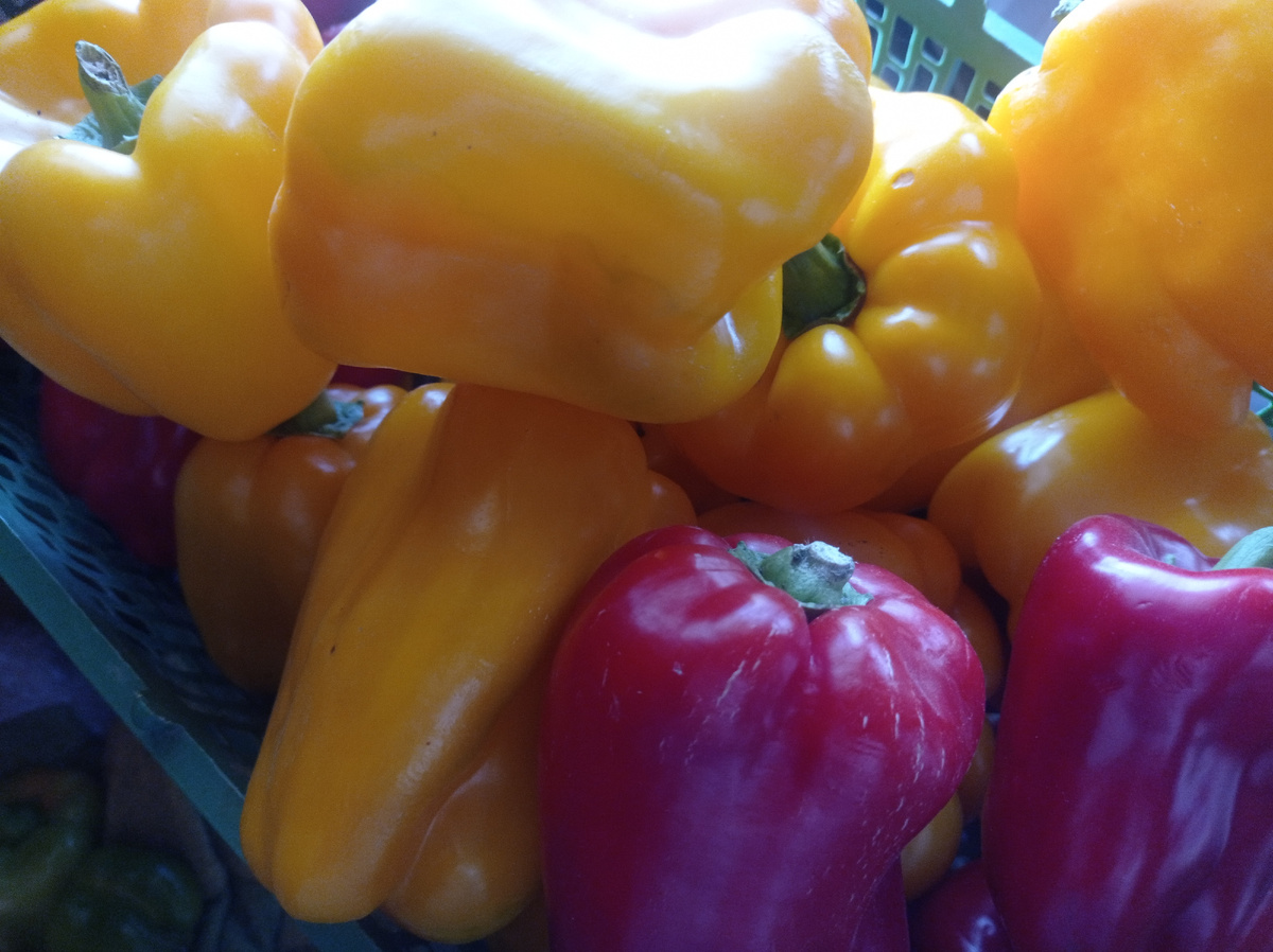 Вот такие красавцы перцы выросли у меня в прошлом году. Листайте галерею