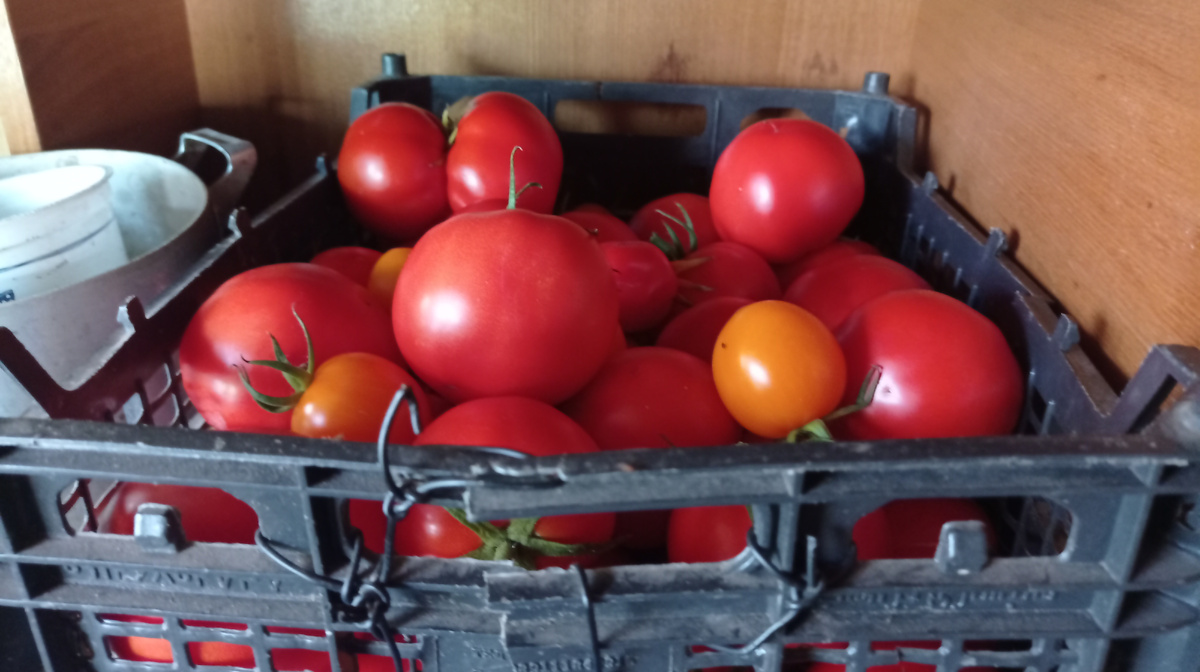 А это прошлогодние томаты