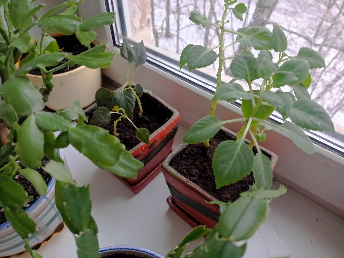 Мои росточки бальзаминов, у них уже можно нарезать несколько черенков