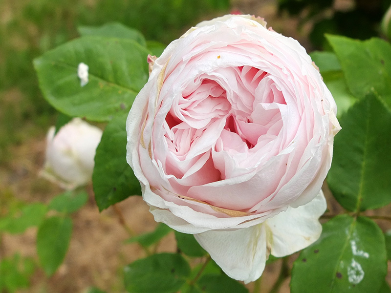 Фото Moosey's Country Garden