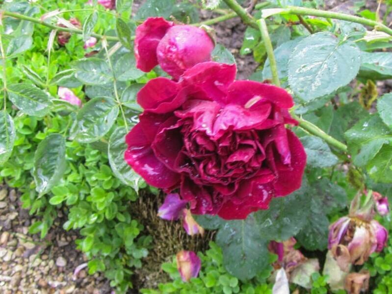 Фото Stéphane Barth, Roseraie Du Val-de-Marne