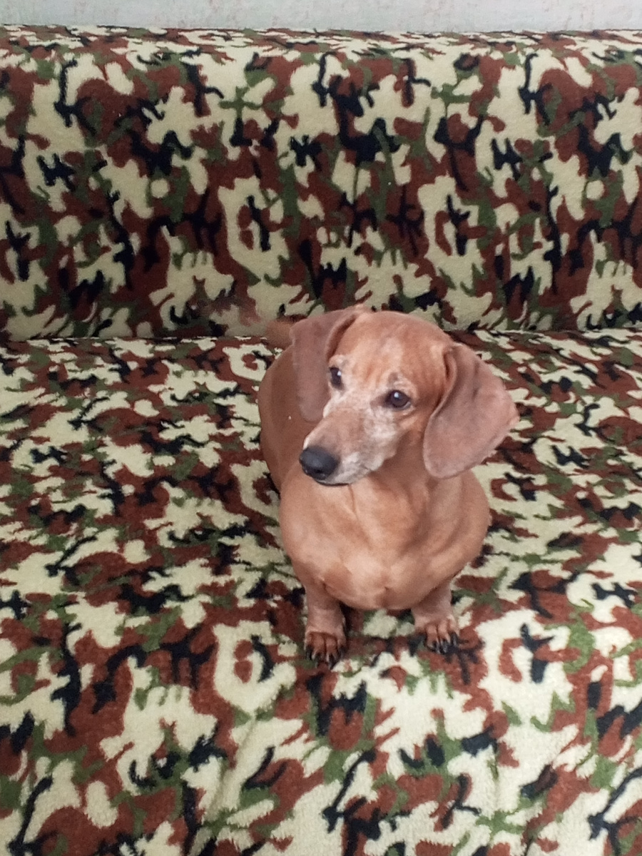 Леди на новом пледе. Этот плед я купила потому , что стоил он чуть больше 400рб.