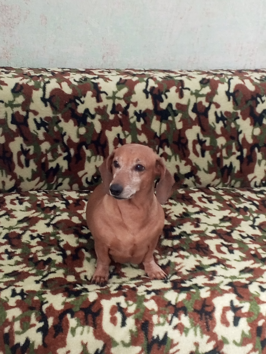 Проблемы лишнего веса Леди не волнуют. 