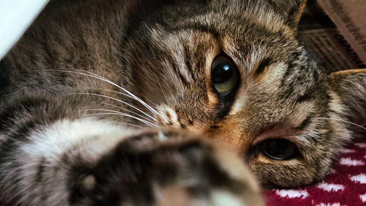 Кот Семен. Увы, мокрого кота фоток нет: не до фотографий, когда под угрозой чистота дома…