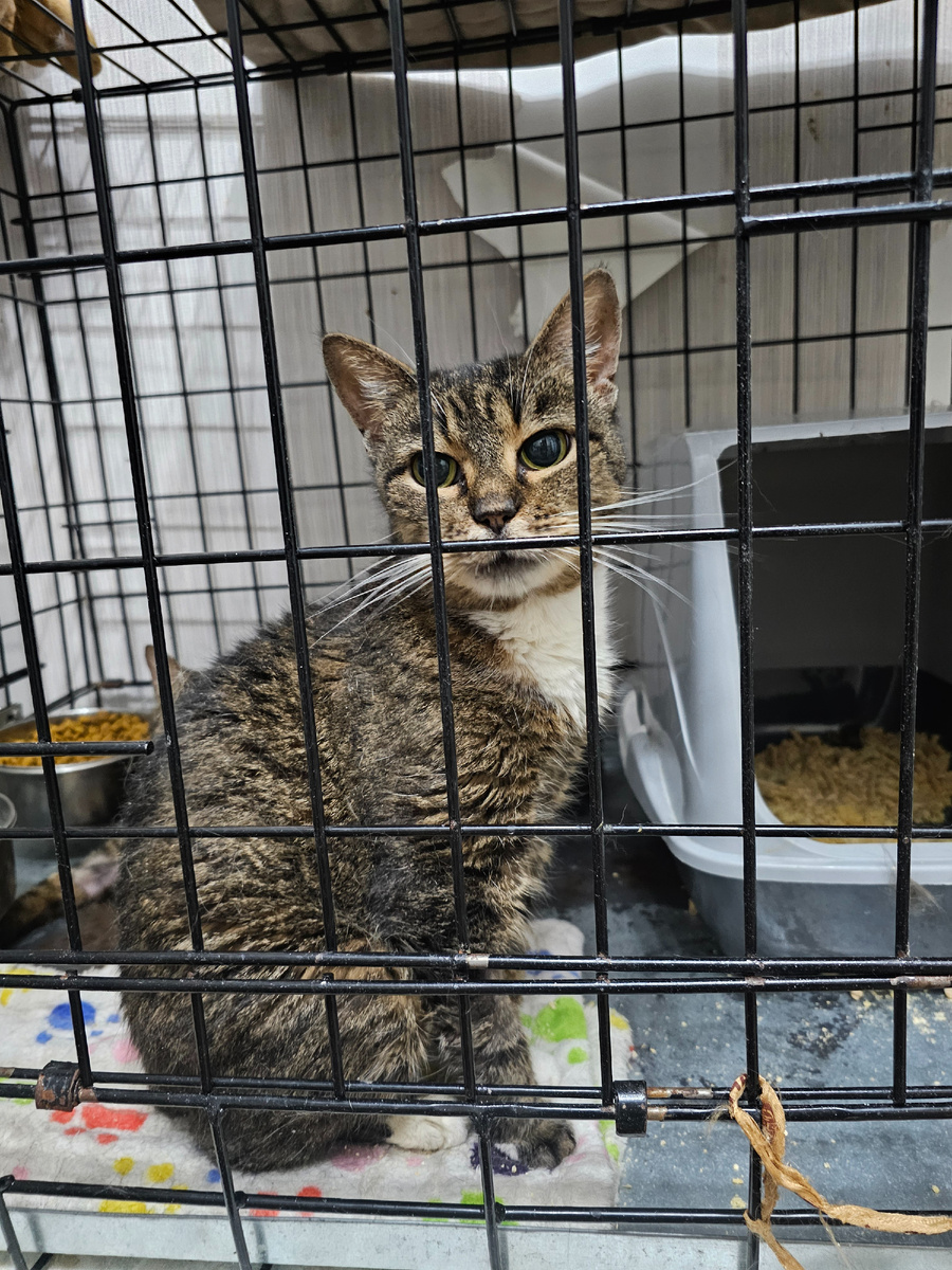 Фото автора.  Маргоша, она стала слепой, потому, что её выбросили с 7 этажа.