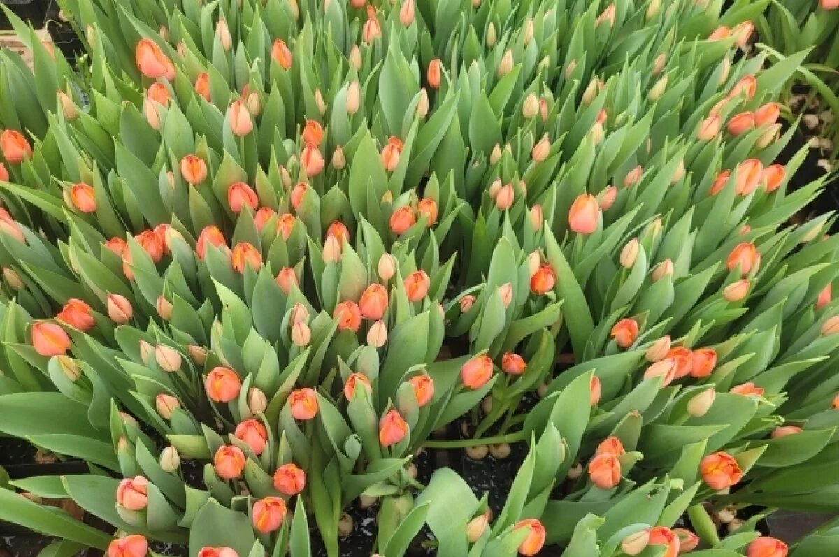    Тюльпаны по цене роз.