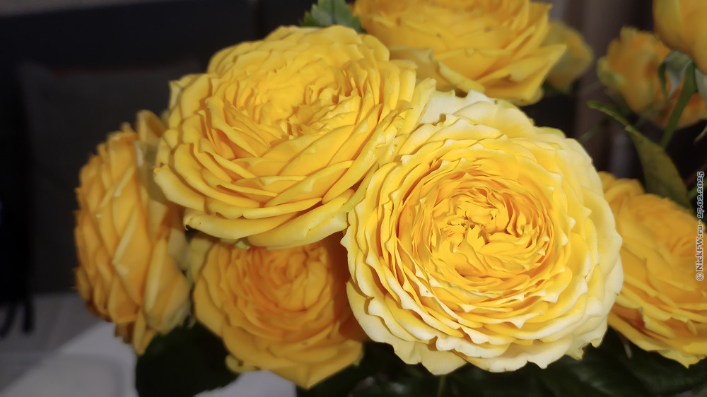 Цветочки... © NickFW.ru — 27.02.2025г.