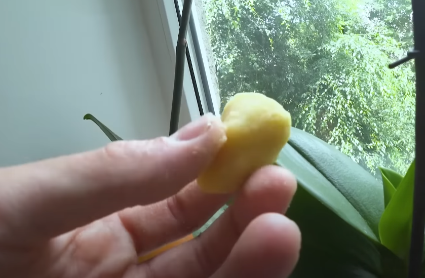 Прикормка для карася и карпа