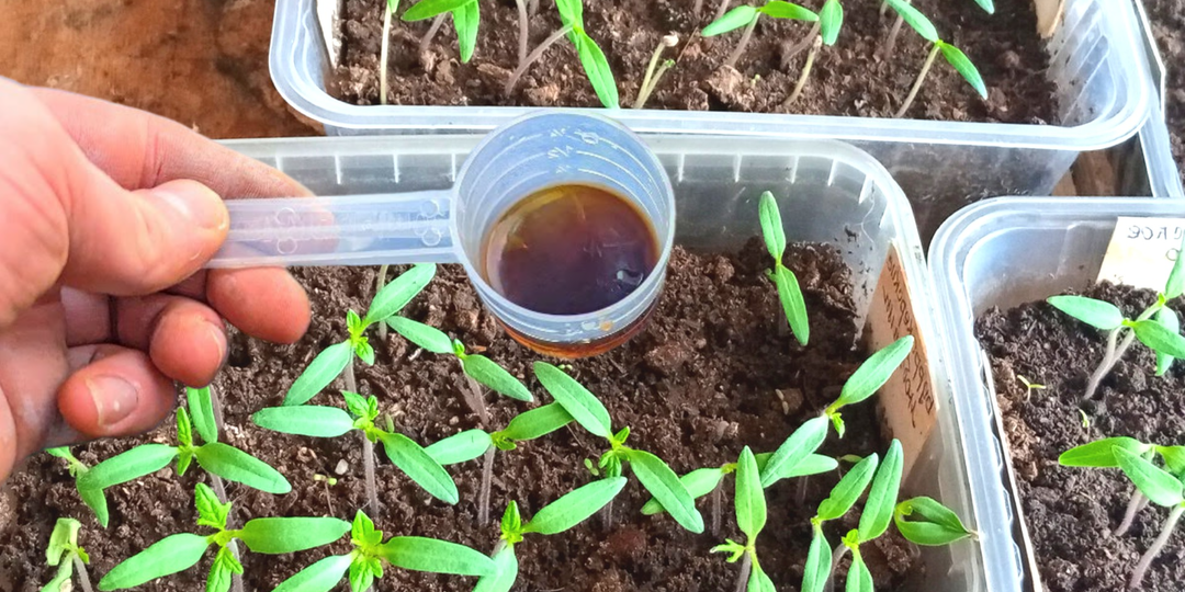 Рассада из щуплой превратилась в роскошную за 3 дня. Добавил и сам не ожидал, проверенная первая подкормка