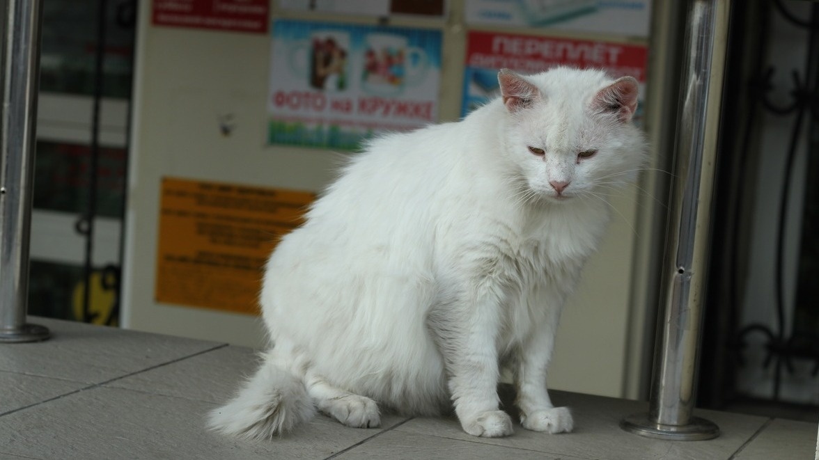     Источник: 1MI