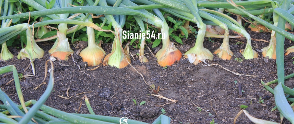 Урожай лука с добавление в почву компоста