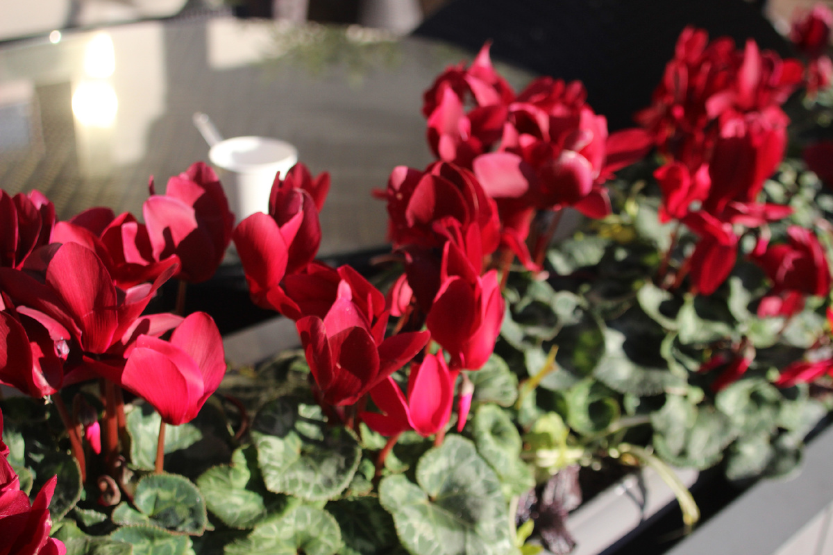 Цветы в январе