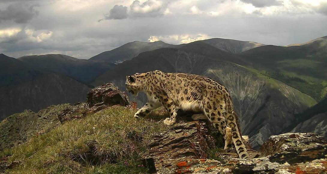 Яндекс картинки