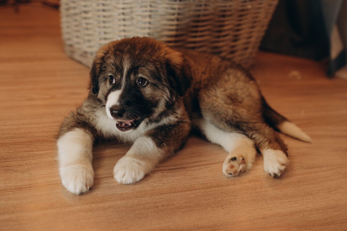 Бездомная собака