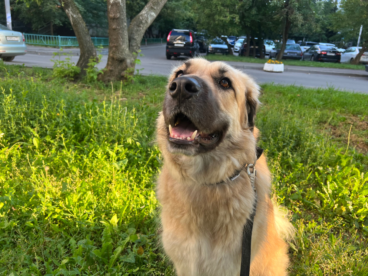 Бездомная собака нашла дом