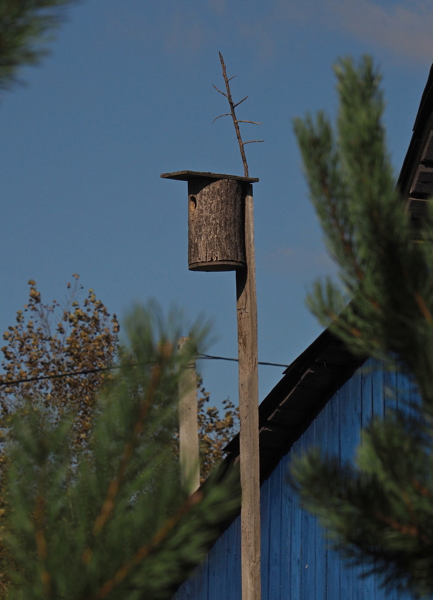  Не понятно, зачем люди вывешивают  искусственные гнездовья  на незащищенные от  Солнца места. 