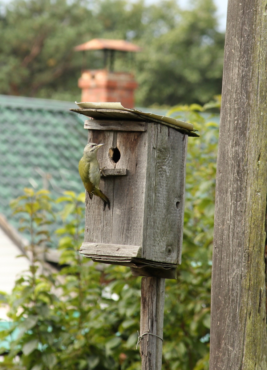 Держась лапками за удобную ступеньку седоголовый дятел не спеша расширил леток и вытащил птенцов воробья.