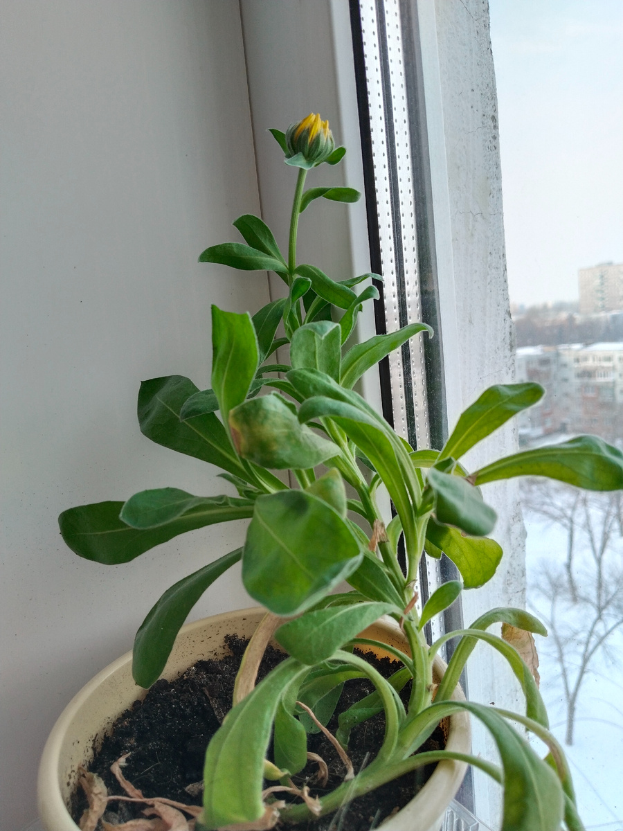 Неизвестное растение для альпийской горки