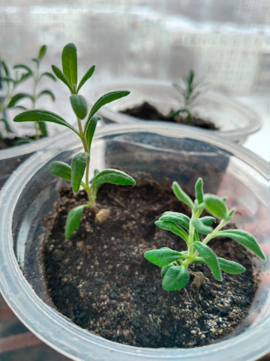 На заднем плане слева тоже лаванда, справа - туя восточная. Пересаживала 28 января