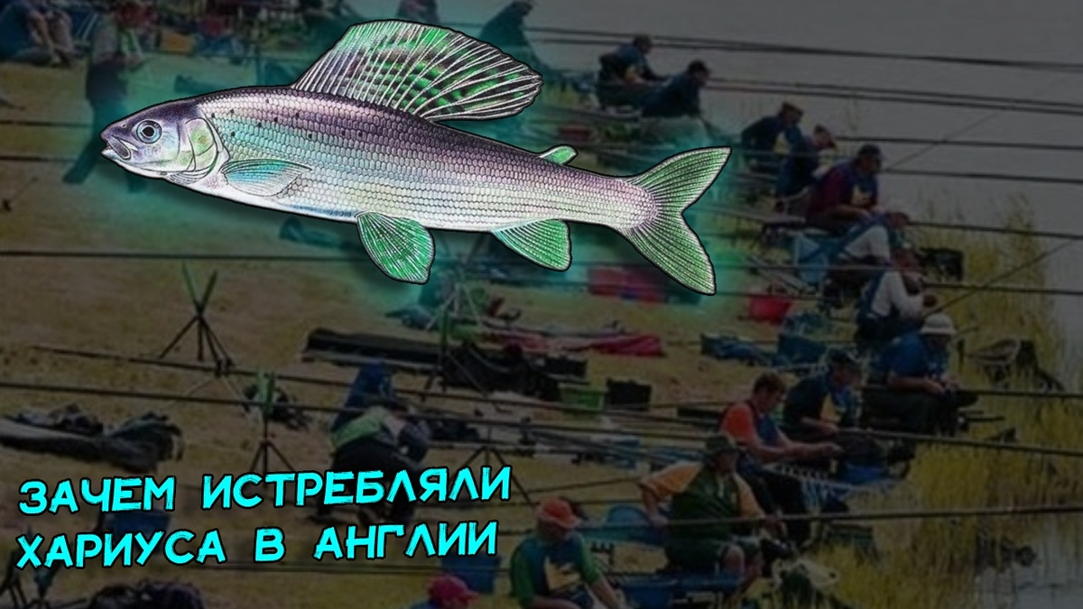 Зачем англичане уничтожали хариусов