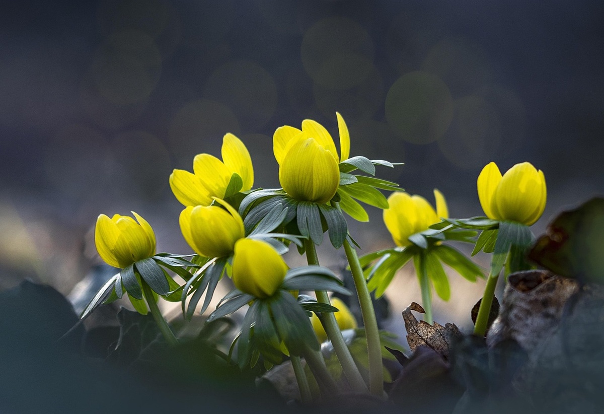 Весенник. Фото: pixabay.con