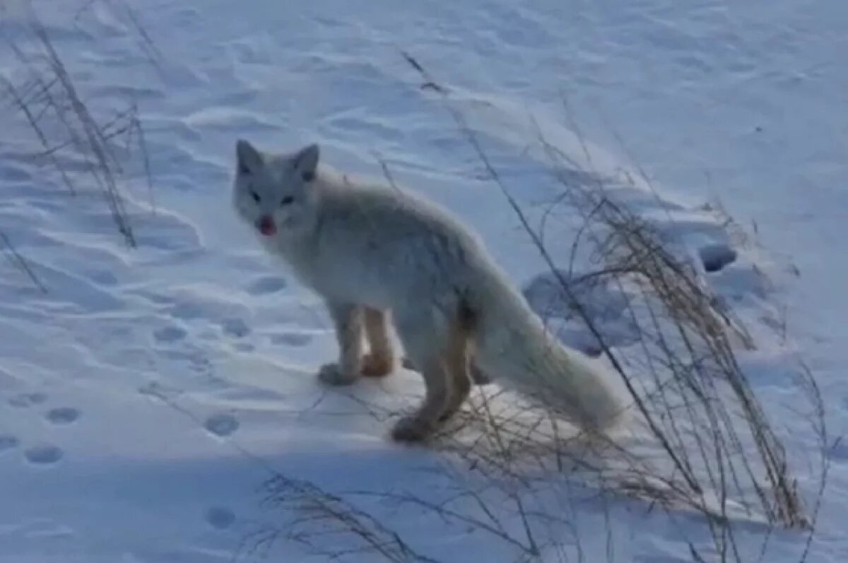    В Хабаровском крае засняли редкую белую лисицу – это хорошая примета