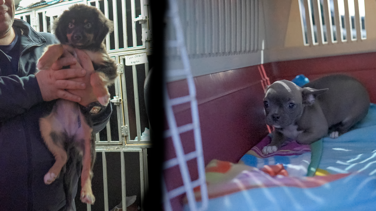 Я только что забрал новых щенков у курьера службы доставки