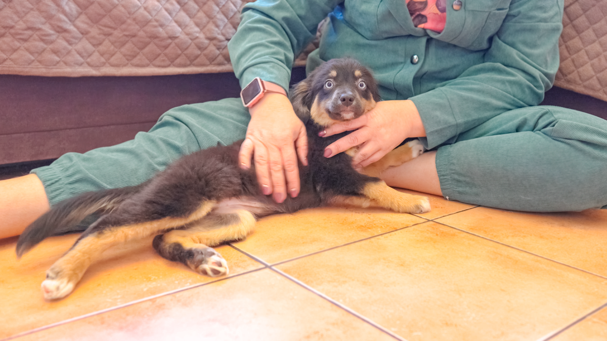 Мини-аусси Ночка