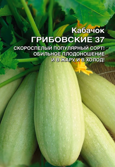 кабачок Грибовский 37