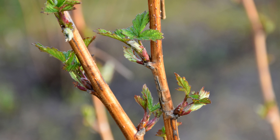 "Обязательная подкормка малины после схода снега": подсыпьте под каждый куст и малина отблагодарит обильным урожаем