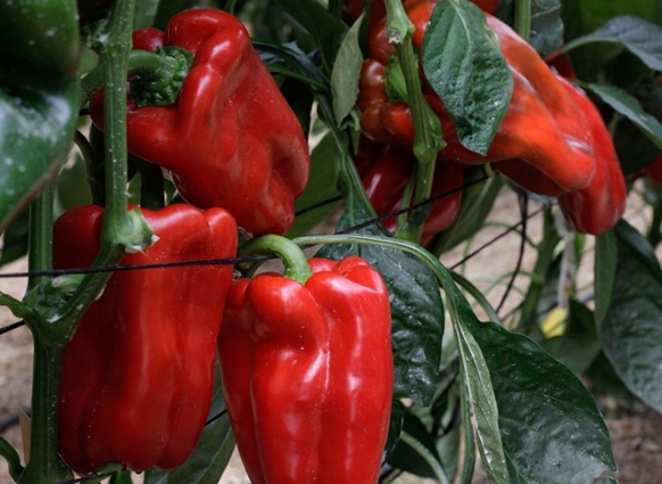 Шквал крупных и красивых перцев: в семенных магазинах за ним очереди. Крупные, толстенные, урожайные - и вкусные