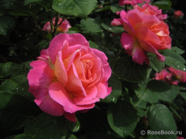 Шато де Вертуа