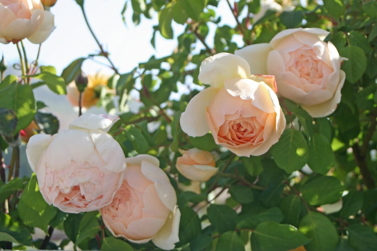 Джуд зе Обскур