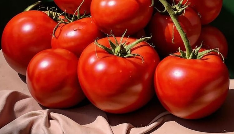    Турция регистрирует семена реликвий в рамках нацпроекта