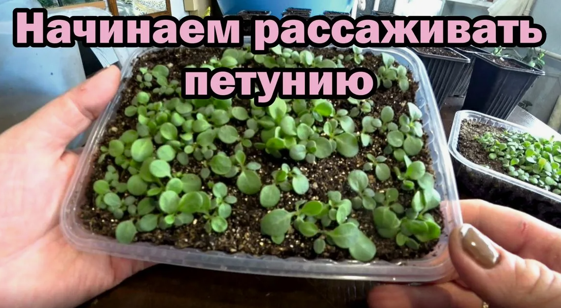 Дача. Сад. Цветы