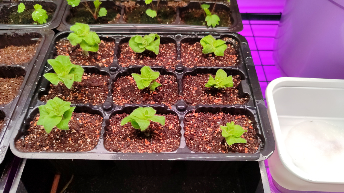 Половина черенков не выживала. Это сейчас я знаю, что бескорневой черенок питается через листья, а стебель гниёт в болоте, в прошлом году я втыкала на обум 😅